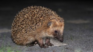 Igel gefunden? Was nun? (Foto: Pixelio.de / User: Frank Hollenbach)