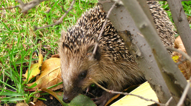 Ein Igel im Garten.