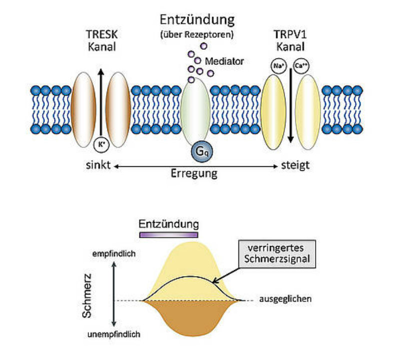 Entzündungsmediatoren wirken in doppelter Weise auf Nervenzellen: Sie aktivieren einerseits den Kaliumstrom von TRESK-Kanälen (links), was die Empfindlichkeit der Zelle gegenüber Reizen senkt. Andererseits aktivieren sie auch TRP-Kanäle (rechts) und leiten damit die Schmerzempfindung ein. Somit bildet sich eine Balance der Erregbarkeit. (Grafik: AG Wischmeyer)