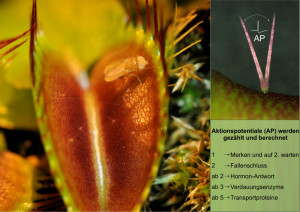 Berührt ein Insekt die Sinneshaare (rechts oben) einer Venusfliegenfalle, löst das Signale aus (Aktionspotentiale). Die Pflanze zählt dabei mit und reagiert entsprechend. (Bild: Sönke Scherzer)