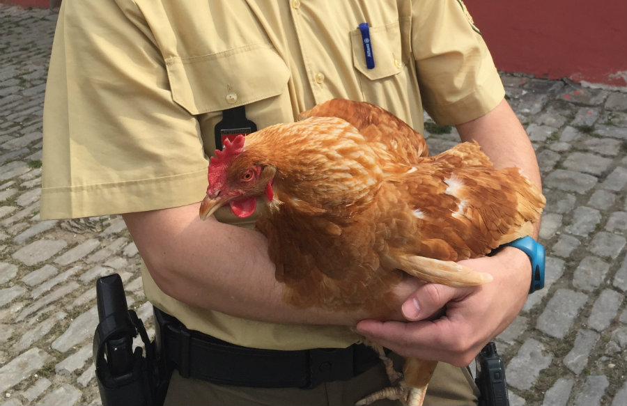 Polizei nimmt aufgebrachte Henne in Gewahrsam (Foto: Polizei)
