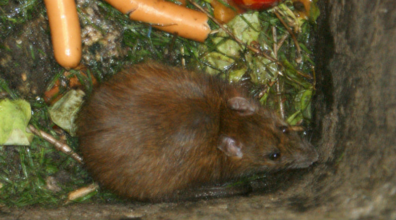 Tipps für die Biotonne im Sommer (Foto: tutto62 / Pixelio.de)