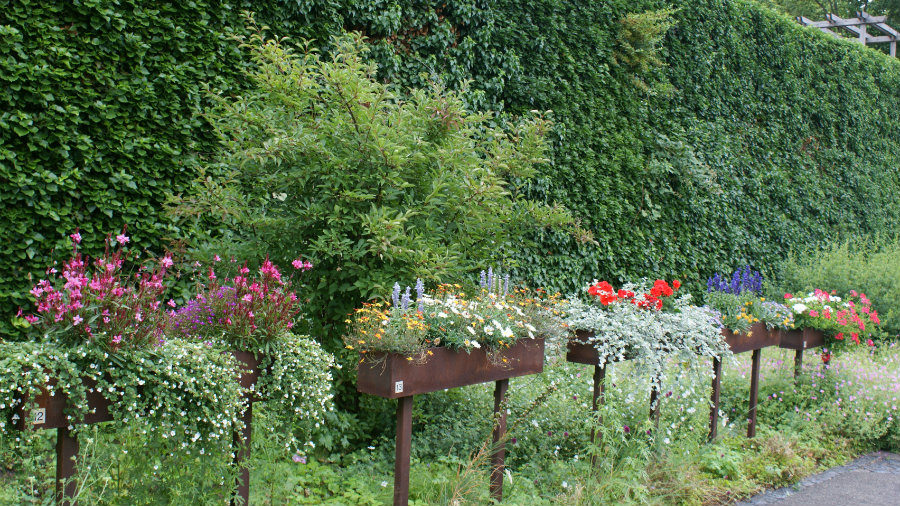 Sommerblumen in neuem Gewand