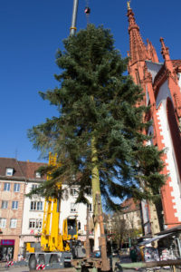 Zwölf Weihnachtsbäume für Würzburg