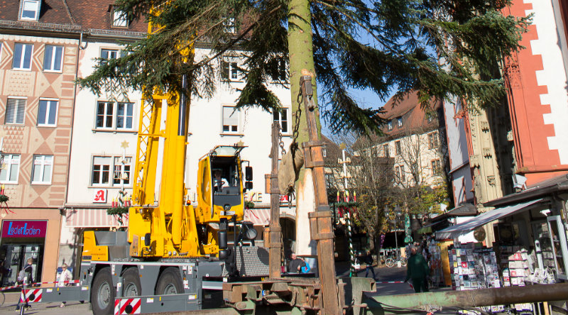 Zwölf Weihnachtsbäume für Würzburg