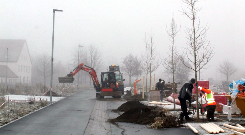 Baumpflanzungen in Erschließungsstraßen am Hubland (Foto: Gartenamt Stadt Würzburg)