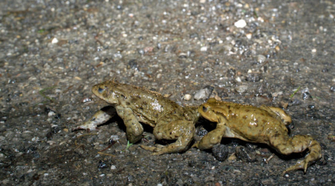 Amphibien sind wieder auf Wanderschaft