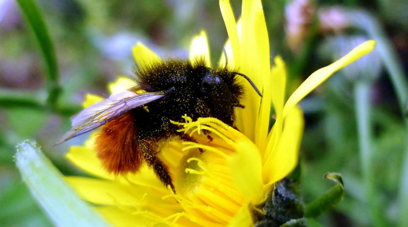 Klimawandel bedroht heimische Bienenarten