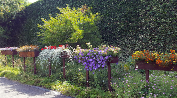 Sommerblumenzauber im alten LGS-Gelände