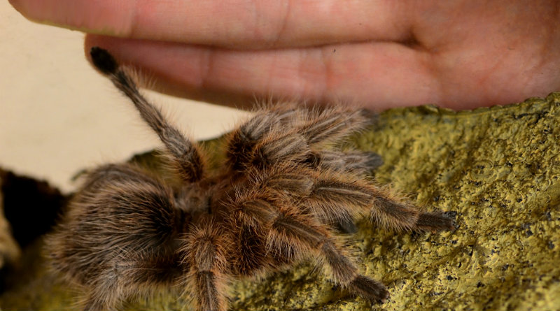 Studienteilnehmer gesucht: Neue Therapie gegen die Angst vor Spinnen im Test
