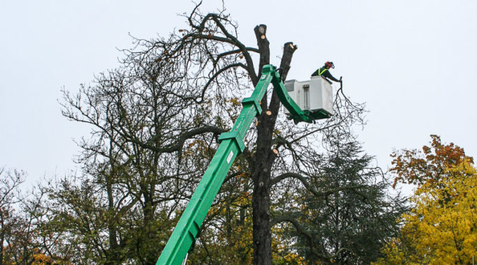 Rosskastanie am Hauptfriedhof musste gefällt werden