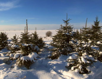 Symbolbild Weihnachtsbaeume (Foto: Andreas Hermsdorf / Pixelio.de)