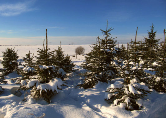 Symbolbild Weihnachtsbaeume (Foto: Andreas Hermsdorf / Pixelio.de)