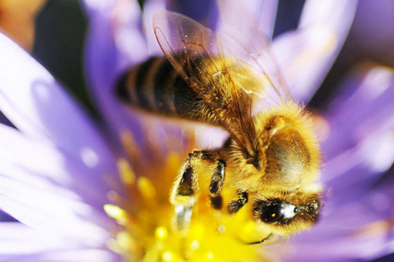 Wo Honigbienen zu Hause sind