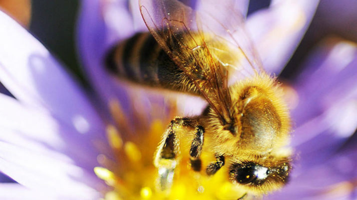 Wo Honigbienen zu Hause sind