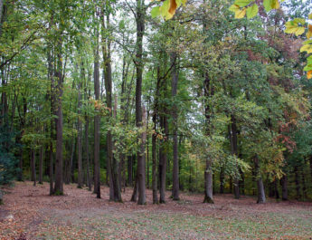 Letzte Ruhestätte naturnah