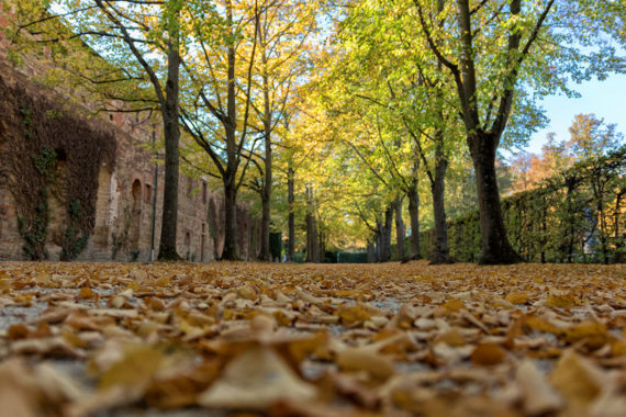 Symbolbild Herbst in Würzburg