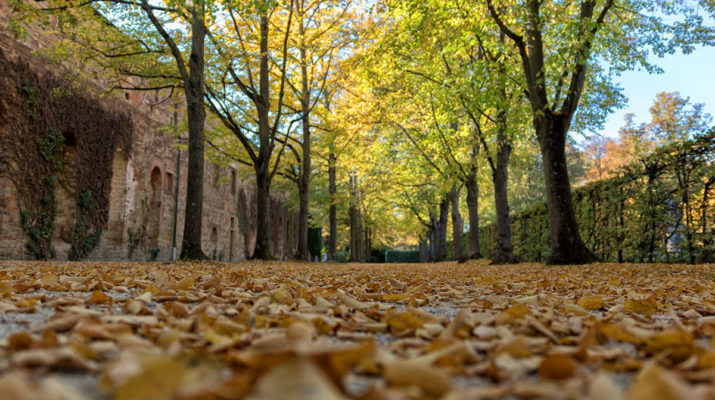 Symbolbild Herbst in Würzburg