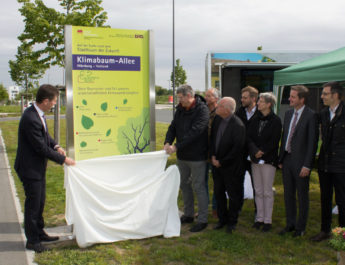 Zweite Klimabaumallee in Würzburg: In Kooperation zum idealen Stadtbaum