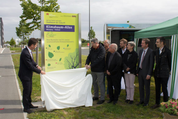 Zweite Klimabaumallee in Würzburg: In Kooperation zum idealen Stadtbaum