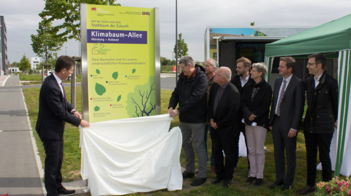 Zweite Klimabaumallee in Würzburg: In Kooperation zum idealen Stadtbaum