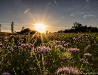 Fotowettbewerb „Mitten in der Stadtnatur  | Würzburgs vielfältige Naturschätze“