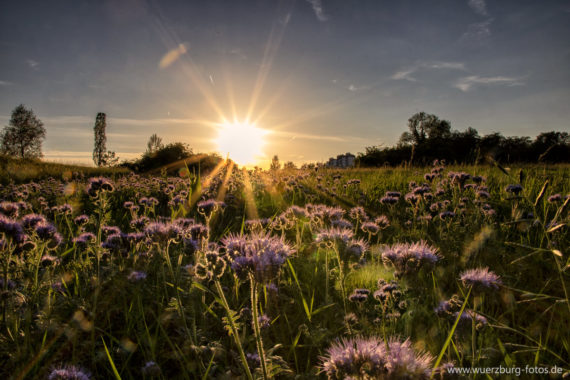 Fotowettbewerb „Mitten in der Stadtnatur  | Würzburgs vielfältige Naturschätze“