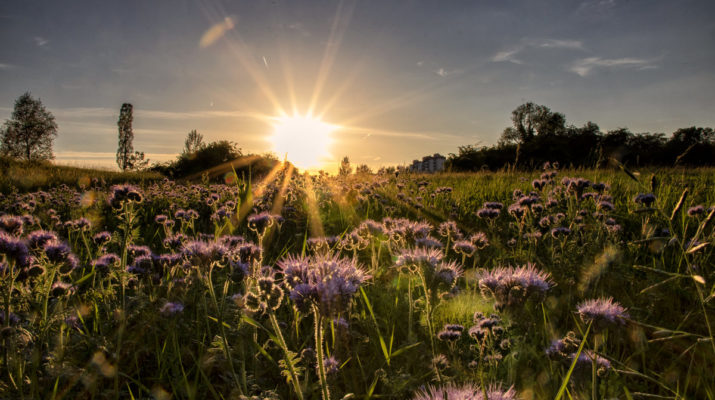 Fotowettbewerb „Mitten in der Stadtnatur  | Würzburgs vielfältige Naturschätze“