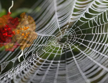 Was Spinnenseide so belastbar macht