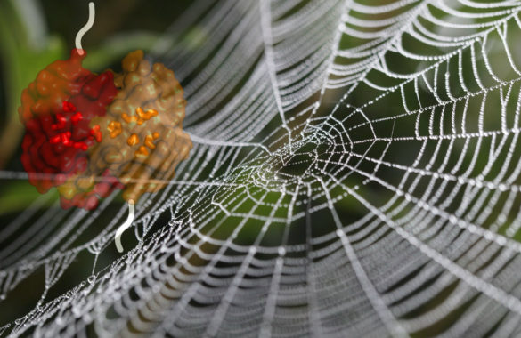 Was Spinnenseide so belastbar macht
