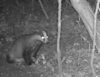 Phantastische Wesen auf dem Campus