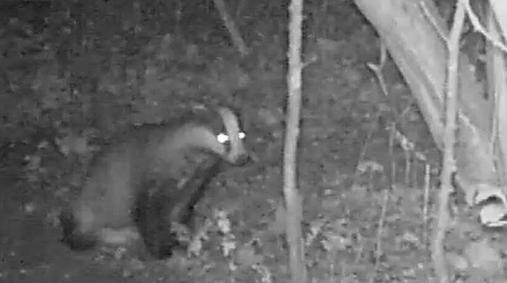 Phantastische Wesen auf dem Campus