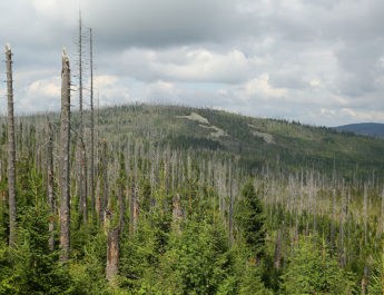 Neuen Waldschäden richtig vorbeugen