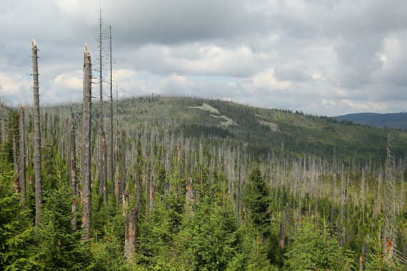 Neuen Waldschäden richtig vorbeugen