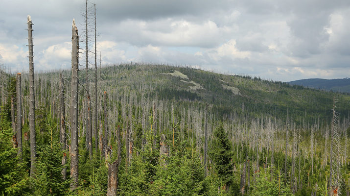 Neuen Waldschäden richtig vorbeugen