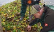 13.000 Blumenzwiebeln für Würzburg - Gartenamt setzt blühende Akzente