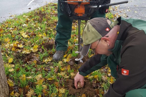 13.000 Blumenzwiebeln für Würzburg - Gartenamt setzt blühende Akzente