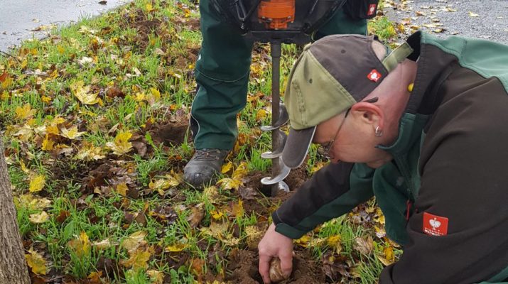 13.000 Blumenzwiebeln für Würzburg - Gartenamt setzt blühende Akzente