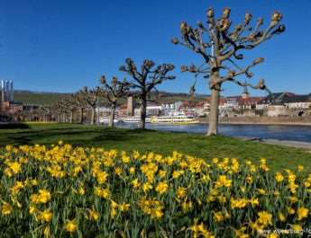 Frühlingsboten für Würzburg