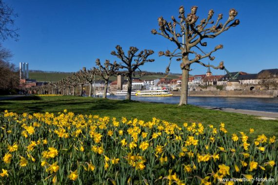 Frühlingsboten für Würzburg