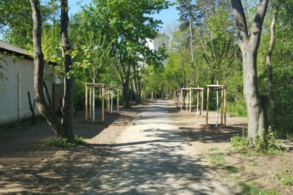 Gartenamt pflanzt im Stadtgebiet über 100 neue Bäume